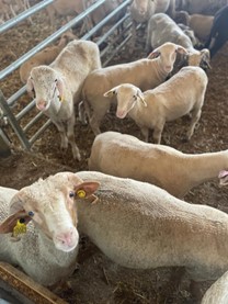 La Bergerie Goixart d’Ouveillan