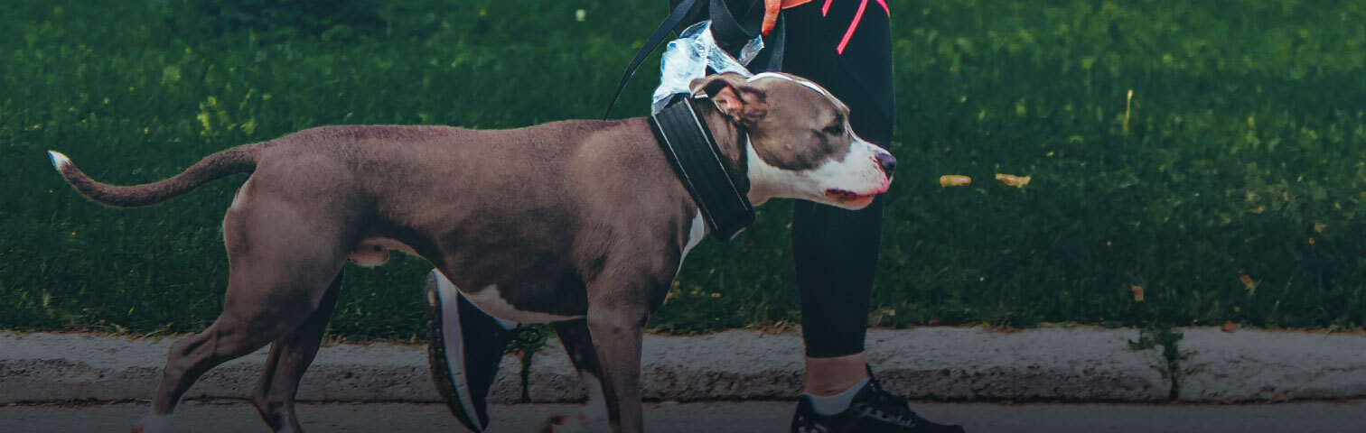 Le chien, un sportif invétéré : Le rôle de l’ostéopathie