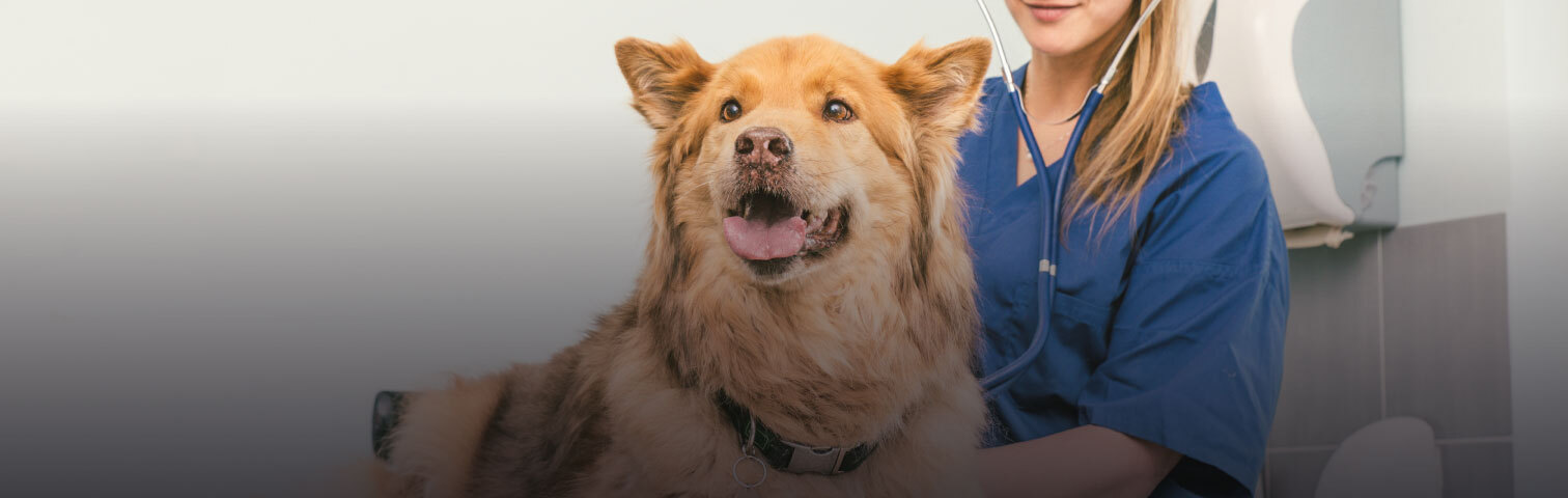 Ecole d'ostéopathie animale : Dylapsie de hanche chez le chien