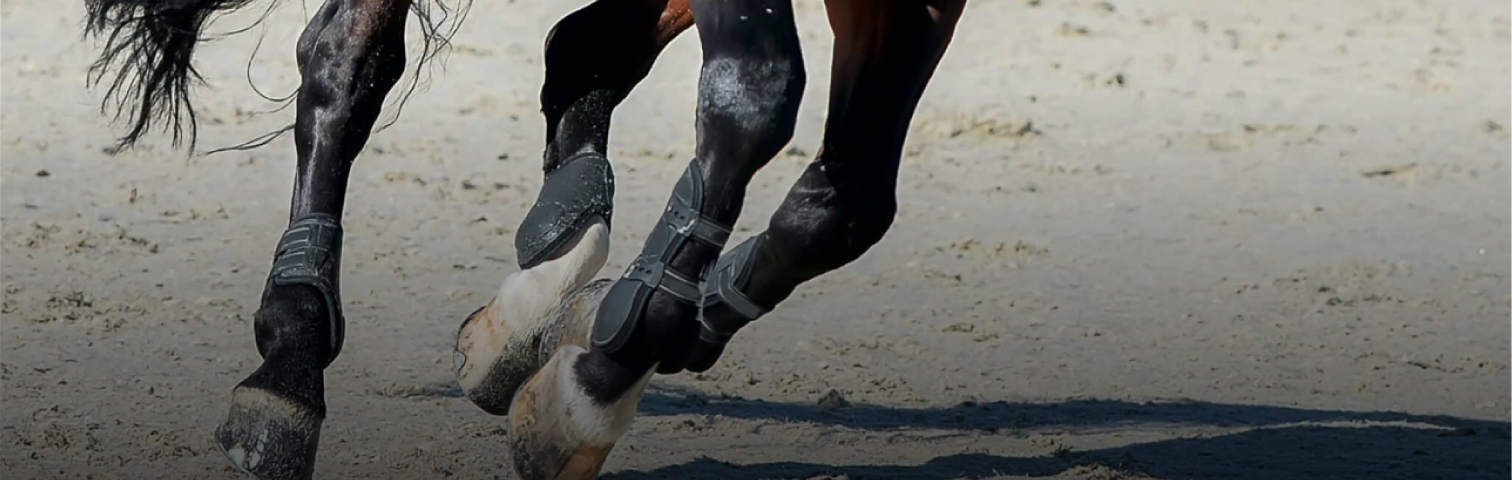 Ecole d'ostéopathie animale : Latéralité du quadrupéde