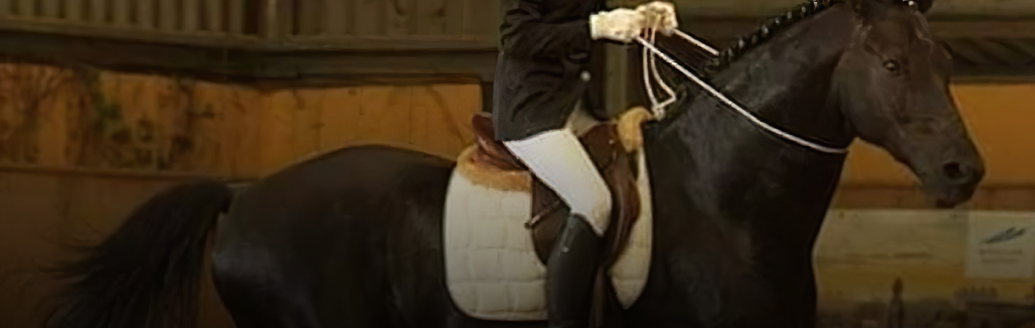 Ecole d'ostéopathie animale : La cordelette, outil de communication à cheval et retentissement de son utilisation d’un point de vue Ostéopathique.