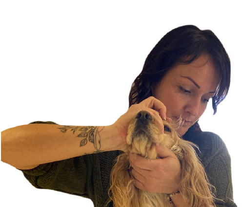 Ecole d'ostéopathie animale ISMOA : Newsletter