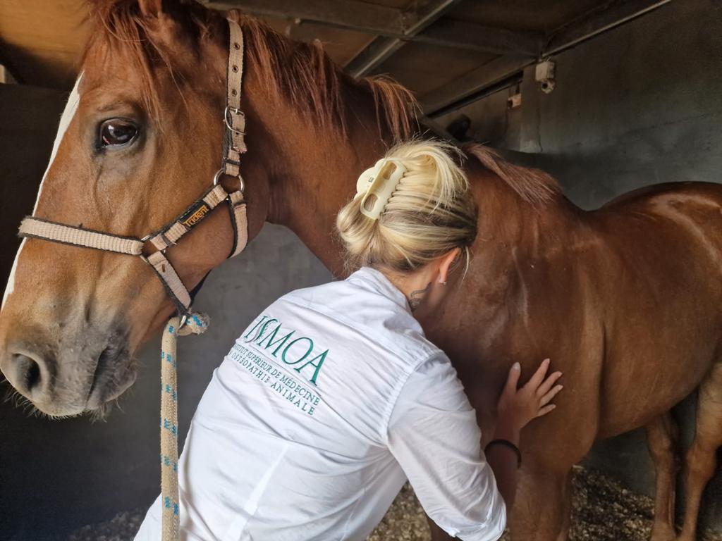 Formation initiale en ostéopathie animale