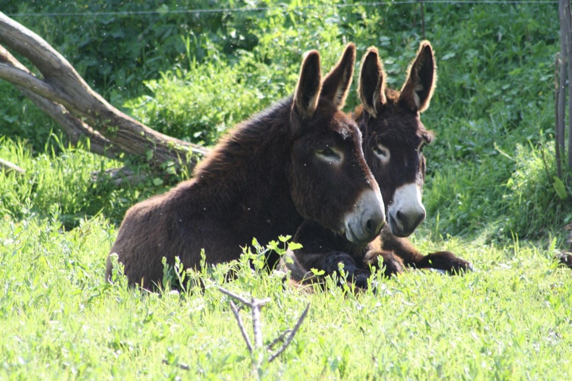 Formation continue en ostéopathie animale pour les auxiliaires vétérinaires