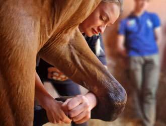 Formation initiale en ostéopathie animale