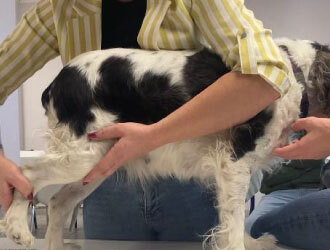 Formation des vétérinaires en ostéopathie animale