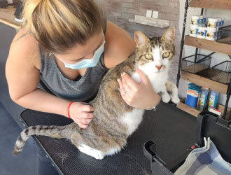 Formation continue en ostéopathie animale pour les auxiliaires vétérinaires