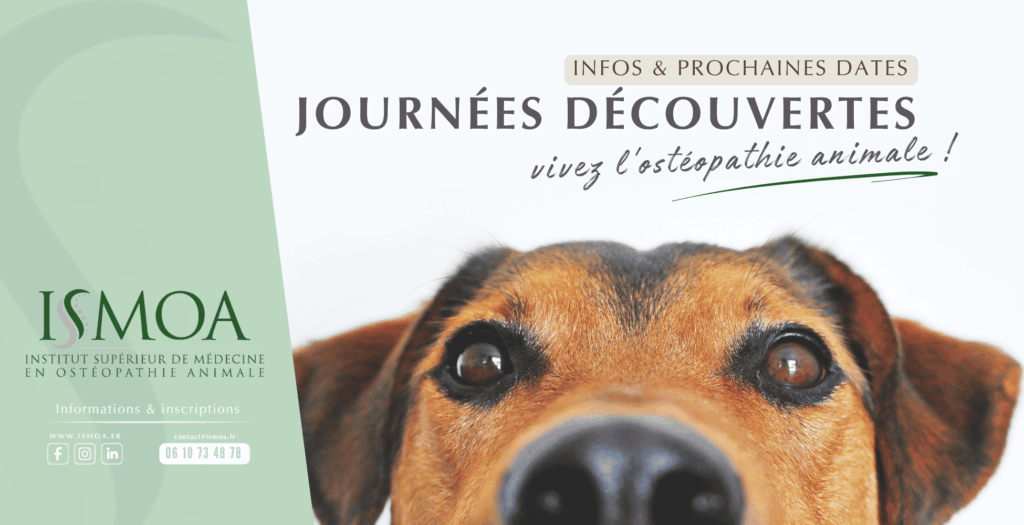 Journée découverte ISMOA, immersion en ostéopathie animale au contact des animaux