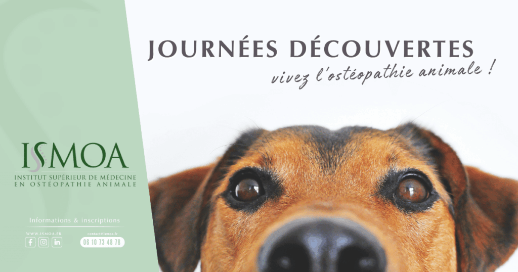 Journée découverte ISMOA, immersion en ostéopathie animale au contact des animaux