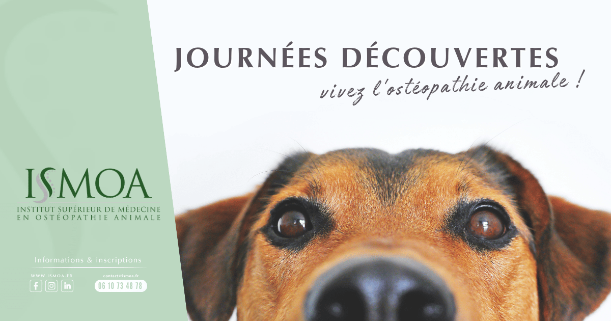 Journée découverte ISMOA, immersion en ostéopathie animale au contact des animaux